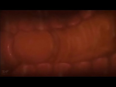 Internal view of Pussy vs Cock